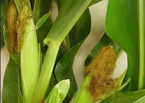 maize plant