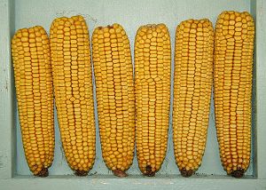 maize cob