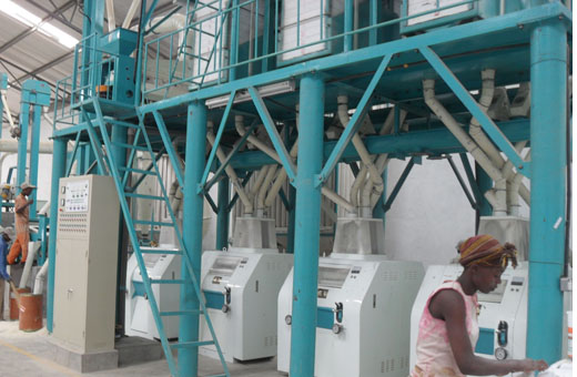 maize processing line